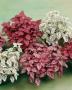 Seminte profesionale  Hypoestes phyllostachya - imagine 49391